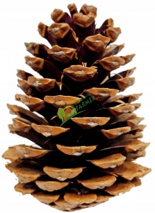 SZYSZKA PINUS / NATURALNA / 10-14 CM