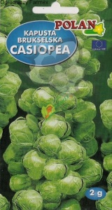 KAPUSTA BRUKSELSKA / CASIOPEA / 2G