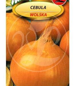 CEBULA WOLSKA / 5G ^