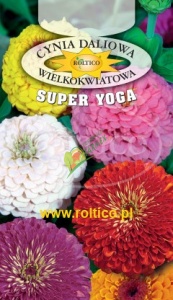 CYNIA WYTWORNA / SUPER YOGA / 1G / MIESZANKA O DUŻYCH KWIATACH