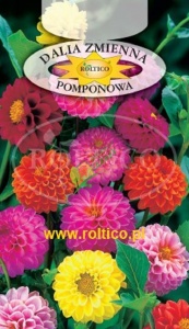 DALIA ZMIENNA / POMPONOWA / MIESZANKA / 1G